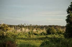 Belait Peat Swamp Forest eyed as pilot for Brunei&rsquo;s forest carbon market