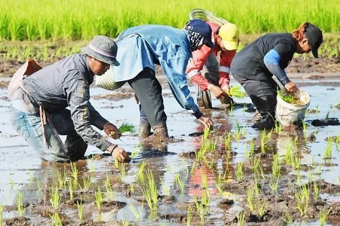 Brunei launches pesticide-free certification for local produce